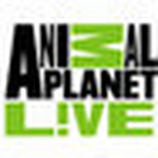 APL!VE Bunnies on USTREAM: . Other Animals