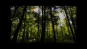 Visions of Canada: Algonquin In Autumn