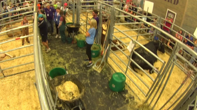 LIVE from The Moo-Ternity Ward